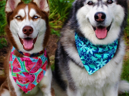 Sublimation Blanks Pet Bandana (XL)